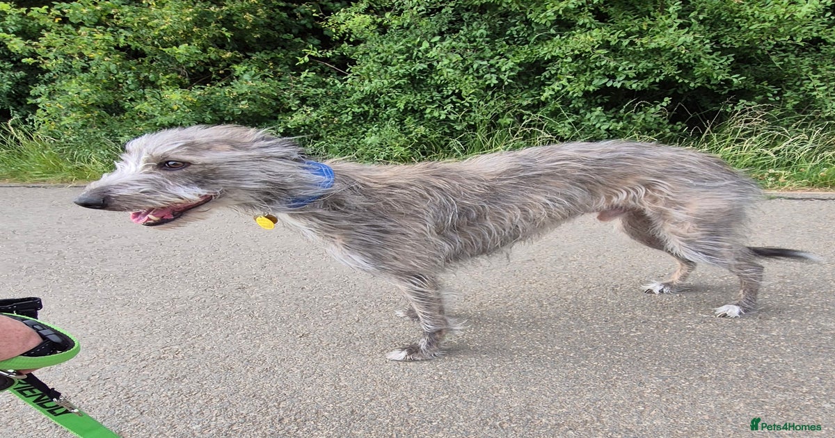 Greyhound Puppies Deer Hounds For Sale Deer Head Chihuahua Italian