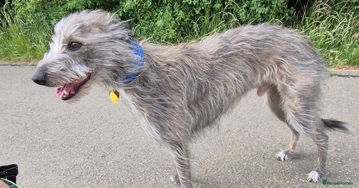 Greyhound Puppies Deer Hounds For Sale Deer Head Chihuahua Italian