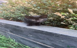 Mixed Breed cats for sale: 2 Sweet Black Kitties - Image 4