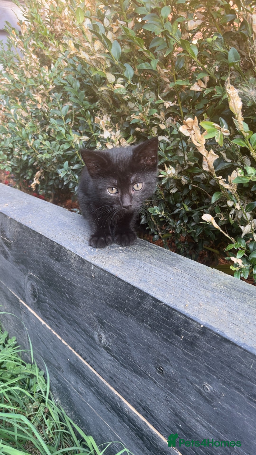 Mixed Breed cats for sale: 2 Sweet Black Kitties - Image 4