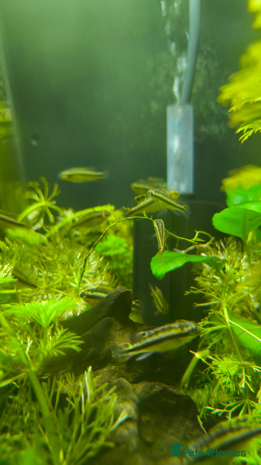 Plecos fish for sale: Albino Pleco x 3 male; male and female kribensis - Advert 1