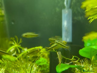 Plecos fish Albino Pleco x 3 male; male and female kribensis - Advert 2