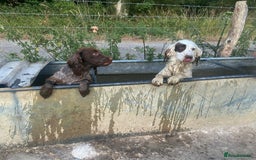 Cocker Spaniel dogs for sale: Beautiful cocker puppies - Image 19