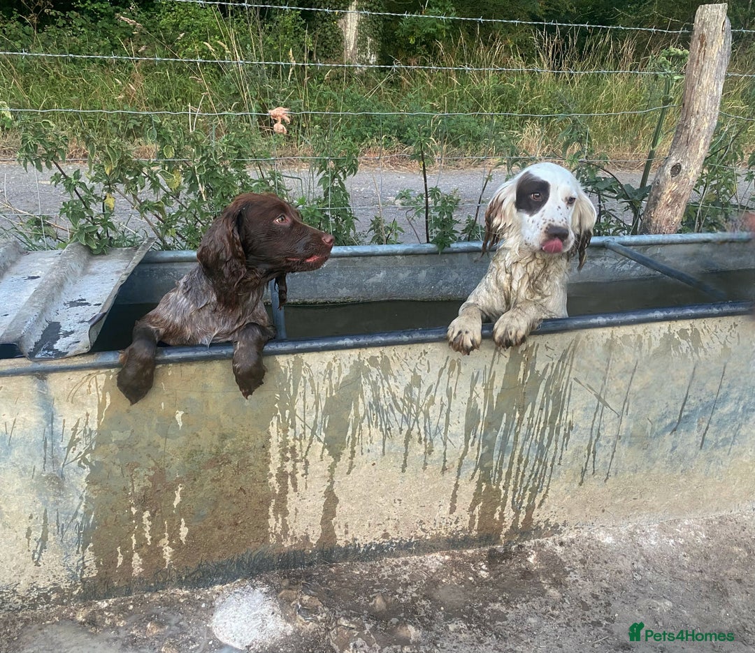 Cocker Spaniel dogs for sale: Beautiful cocker puppies - Image 19