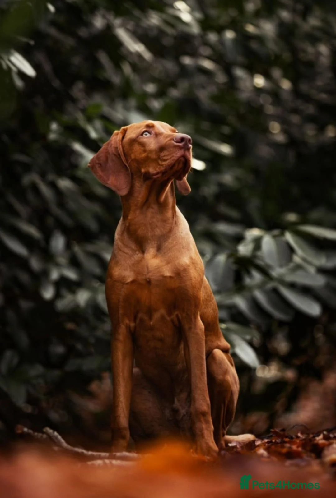 Hungarian Vizsla dogs for sale: Hungarian Vizsla Female, exceptional pedigree - Advert 13