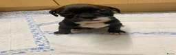 Olde English Bulldogge dogs for sale: Ready to leave Old English bulldog puppy’s  - Advert 6