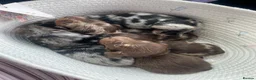 Miniature Dachshund dogs for sale: Fluffy miniature dachshund  - Advert 1