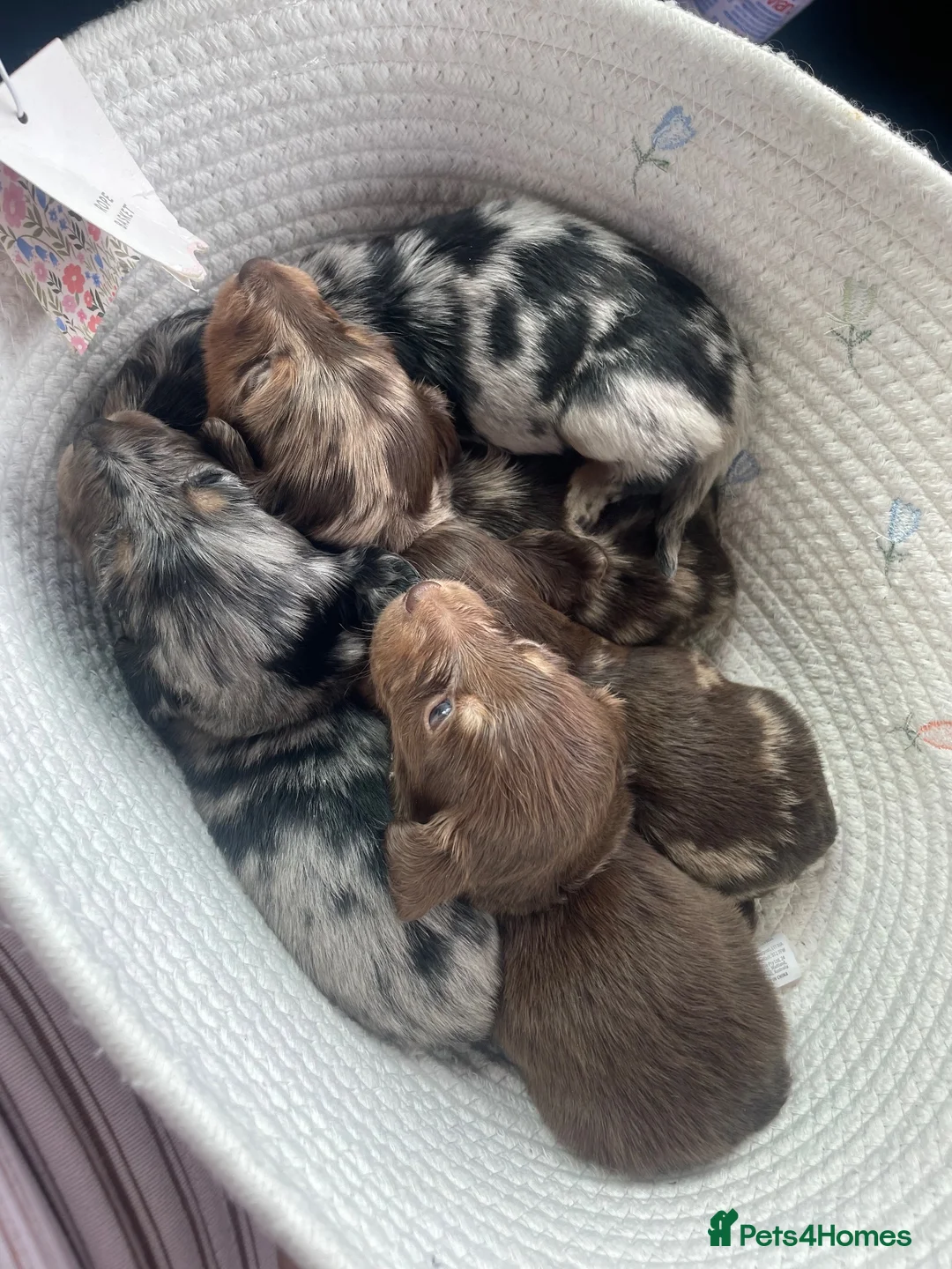 Miniature Dachshund dogs for sale: Fluffy miniature dachshund  - Advert 1
