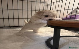 Bichon Frise dogs for sale: 🐶 Pure Bichon Frise Puppies for Sale! 🐶 - Image 10