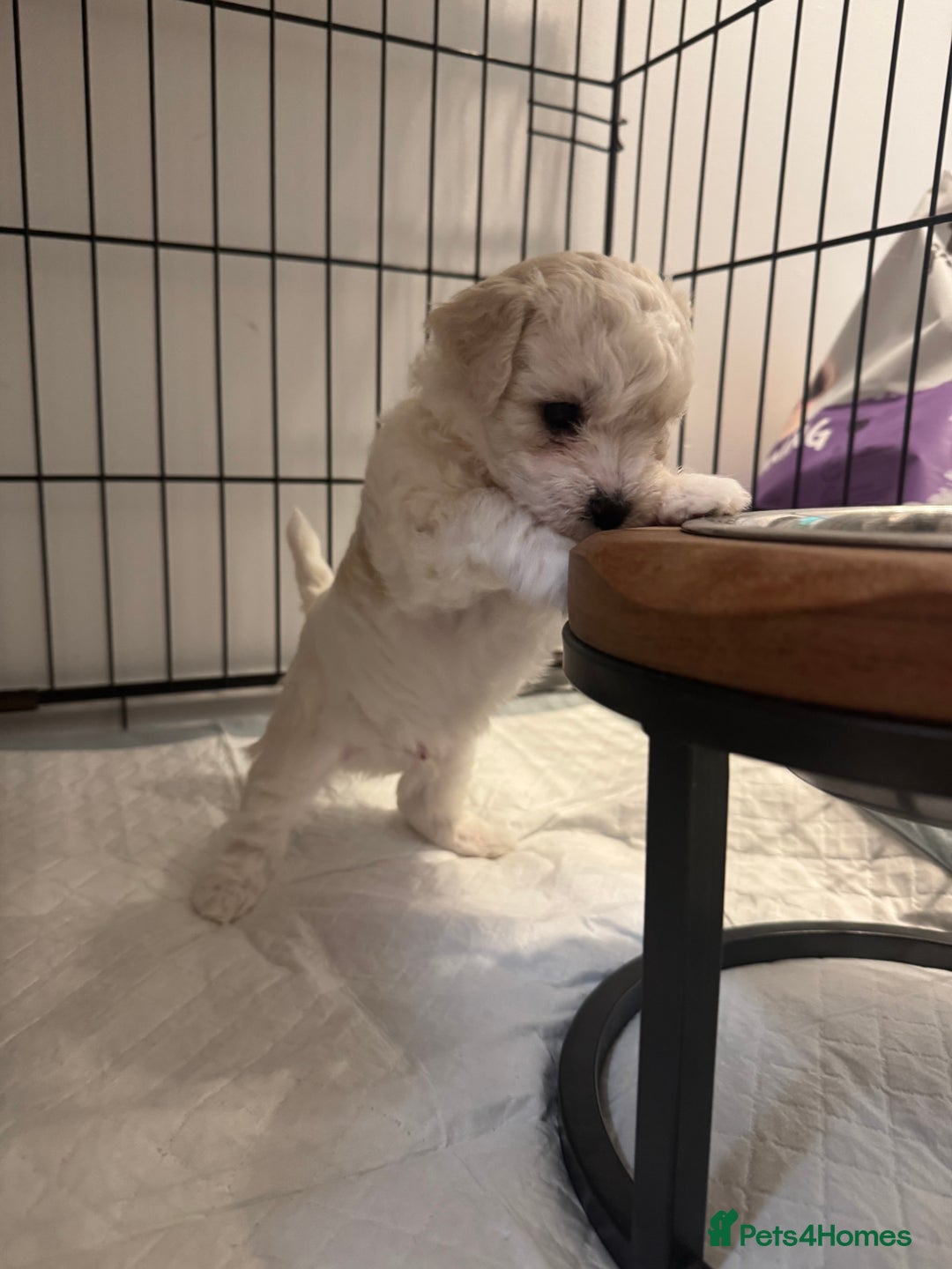 Bichon Frise dogs for sale: 🐶 Pure Bichon Frise Puppies for Sale! 🐶 - Image 10
