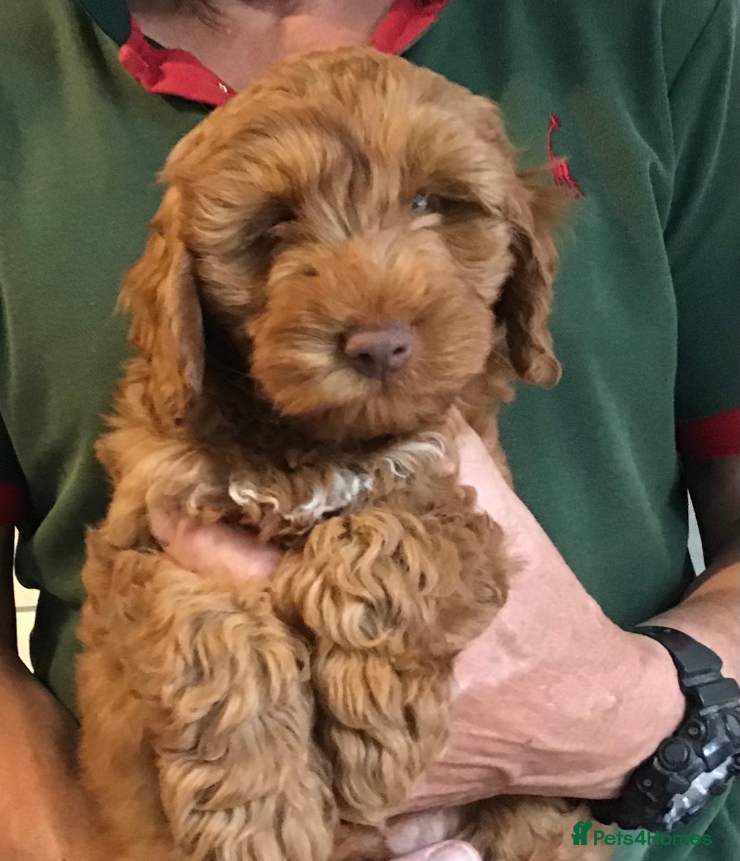 Labradoodle dogs for sale: 5* F1B Mini Labradoodles - health tested  - Image 8