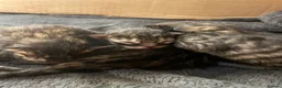 Maine Coon cats for sale: Tufty ears and big paws  - Advert 16