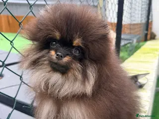 Pomeranian dogs Black & tan mini boy 🖤🧡 - Advert 4
