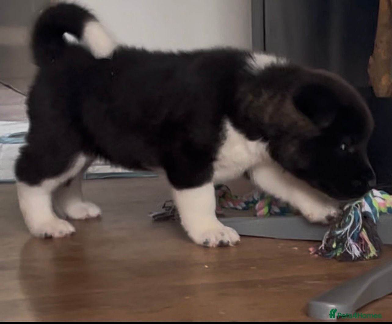 Akita dogs Chunky bears, WELL TRAINED - Advert 2