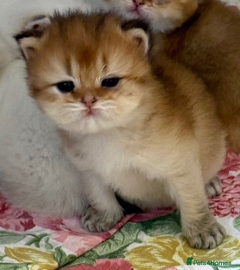 British Longhair cats NY12 GOLDEN SHADED & WHITE BRITISH LONG HAIR - Advert 2