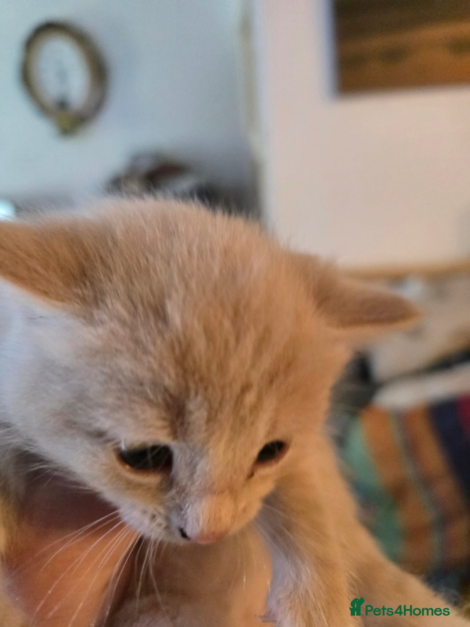 Maine Coon cats for sale: Maine coon cross kittens - Advert 4