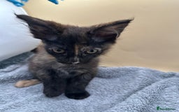 Maine Coon cats for sale: Xl mainecoon kittens full breed non reg  - Image 15