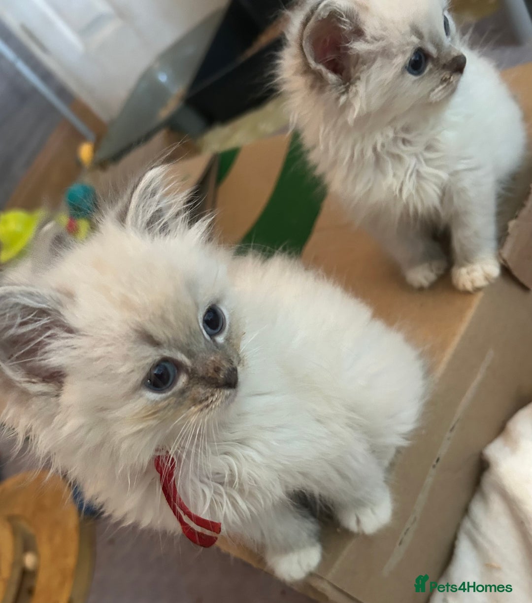 Ragdoll cats for sale: Lynx mitted ragdolls  - Image 8