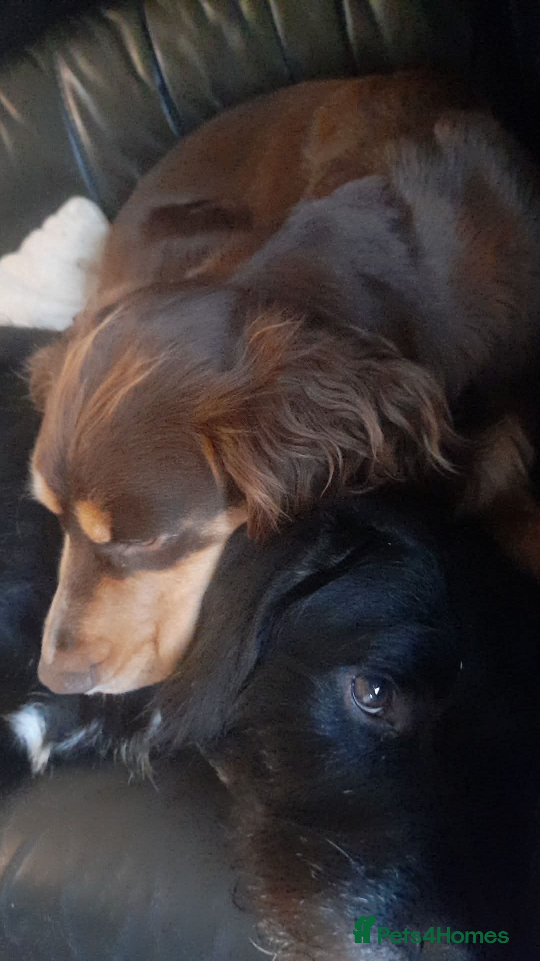 Field Spaniel dogs for sale: Spaniel puppies  - Image 12