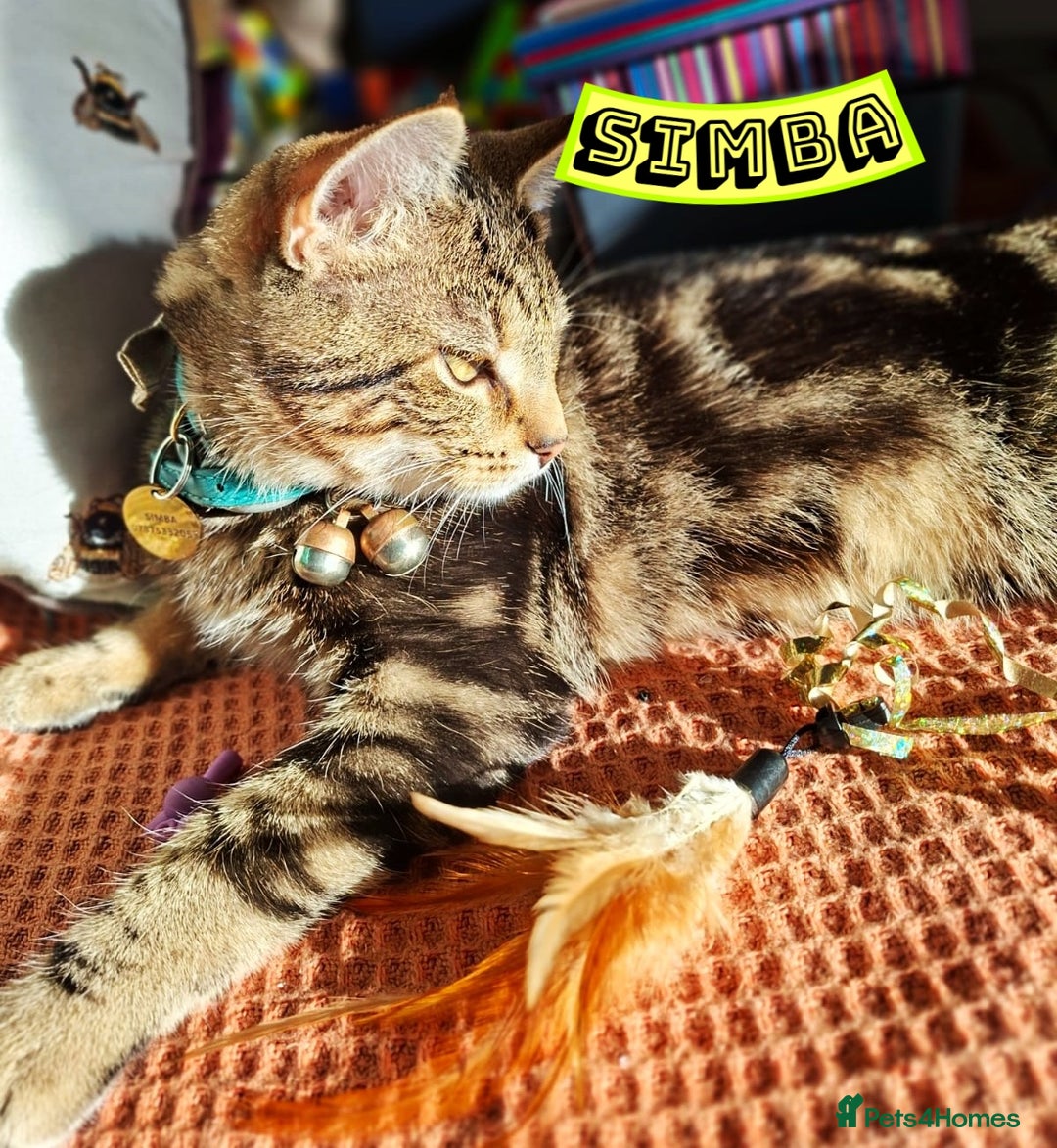 Mixed Breed cats for sale: Free to a Loving Home 2 Cats& 1 Kitten-Swansea - Advert 30