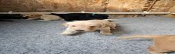 Mixed Breed dogs for sale: 9 beautiful Beagador/minituare poodle puppies - Advert 29