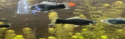 Swordtails fish for sale: Beautiful Sword tails  - Advert 1