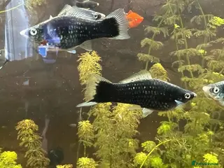 Swordtails fish Beautiful Sword tails - Advert 4