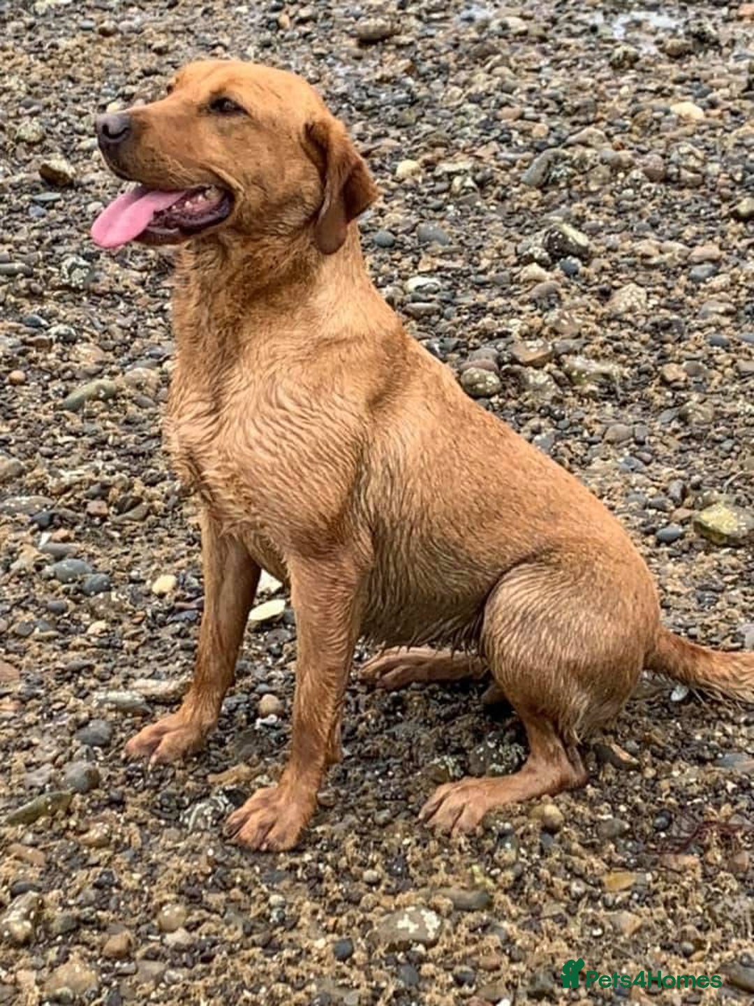 Labrador Retriever dogs for sale: Most Beautiful litter of KC Reg Fox Labradors - Advert 4