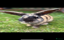 English rabbits for sale: Name: Roary  - Image 2
