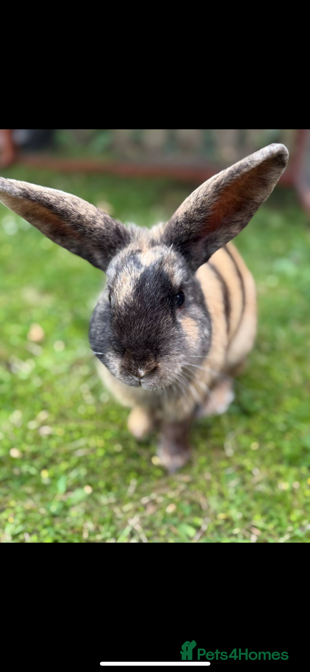 English rabbits for sale: Name: Roary  - Image 2