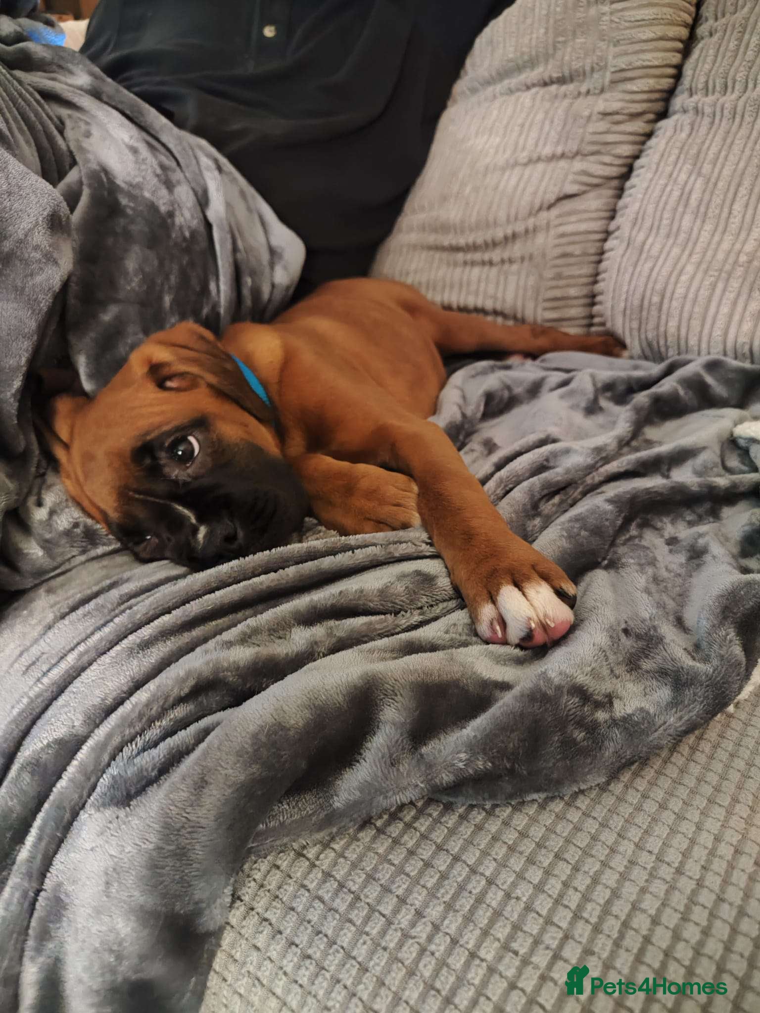 Boxer dogs 6 Month Female Boxer - Advert 2