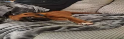 Boxer dogs for sale: 6 Month Female Boxer in Bridgwater - Advert 1