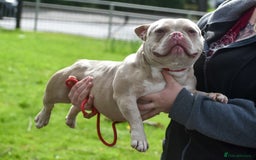 American Bully dogs for sale: BEAUTIFUL MICRO BULLY FEMALE  - Image 2