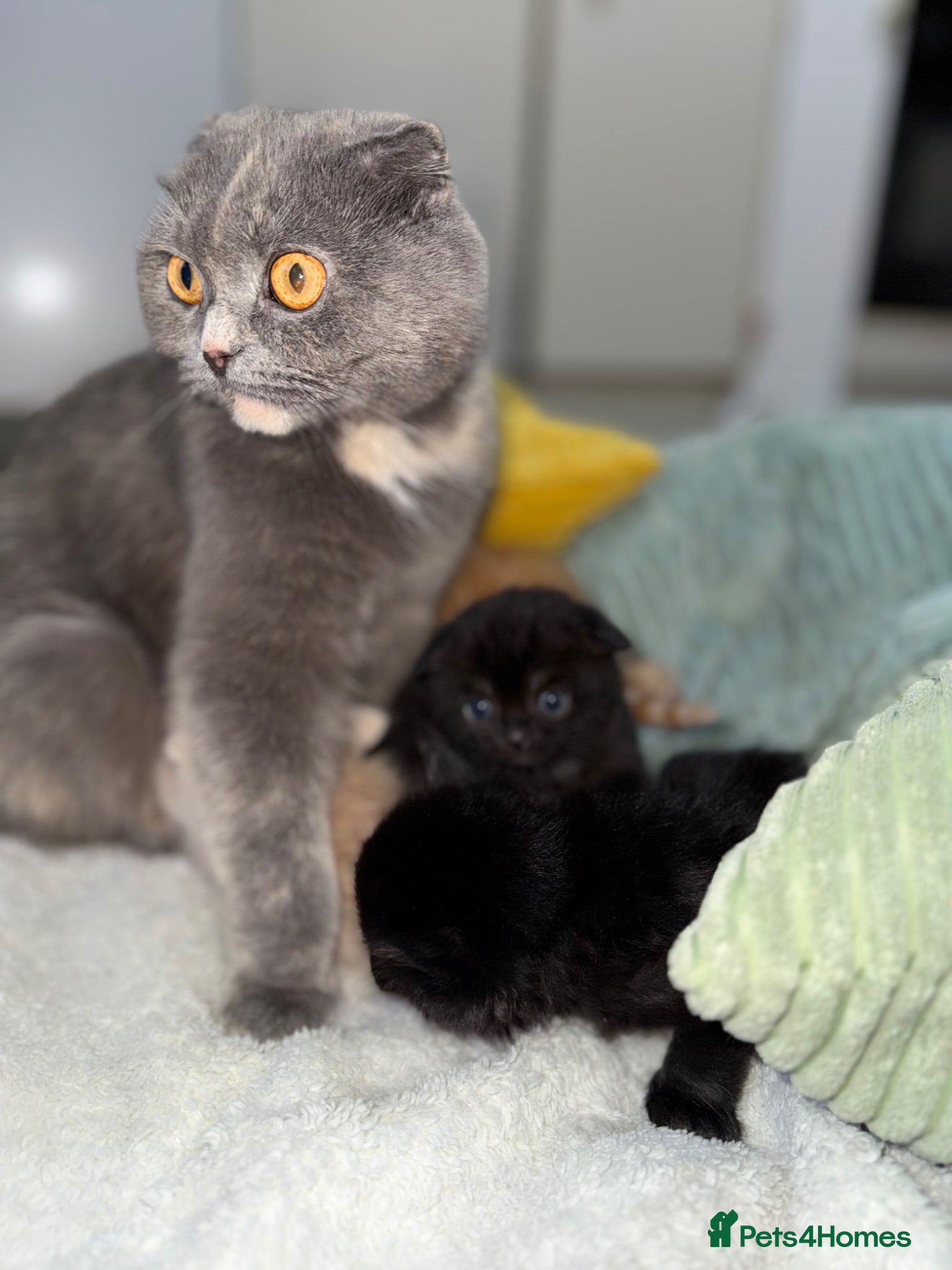 Scottish Fold cats Scottish fold and straight  - Advert 3