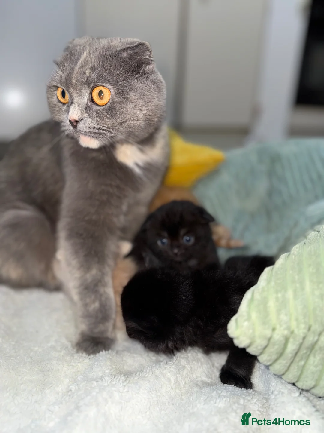 Scottish Fold cats for sale: Scottish fold and straight  in Bournemouth - Advert 1