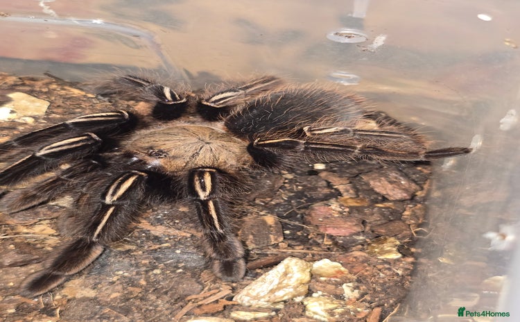 Tarantulas invertebrates in Hounslow - Advert 2
