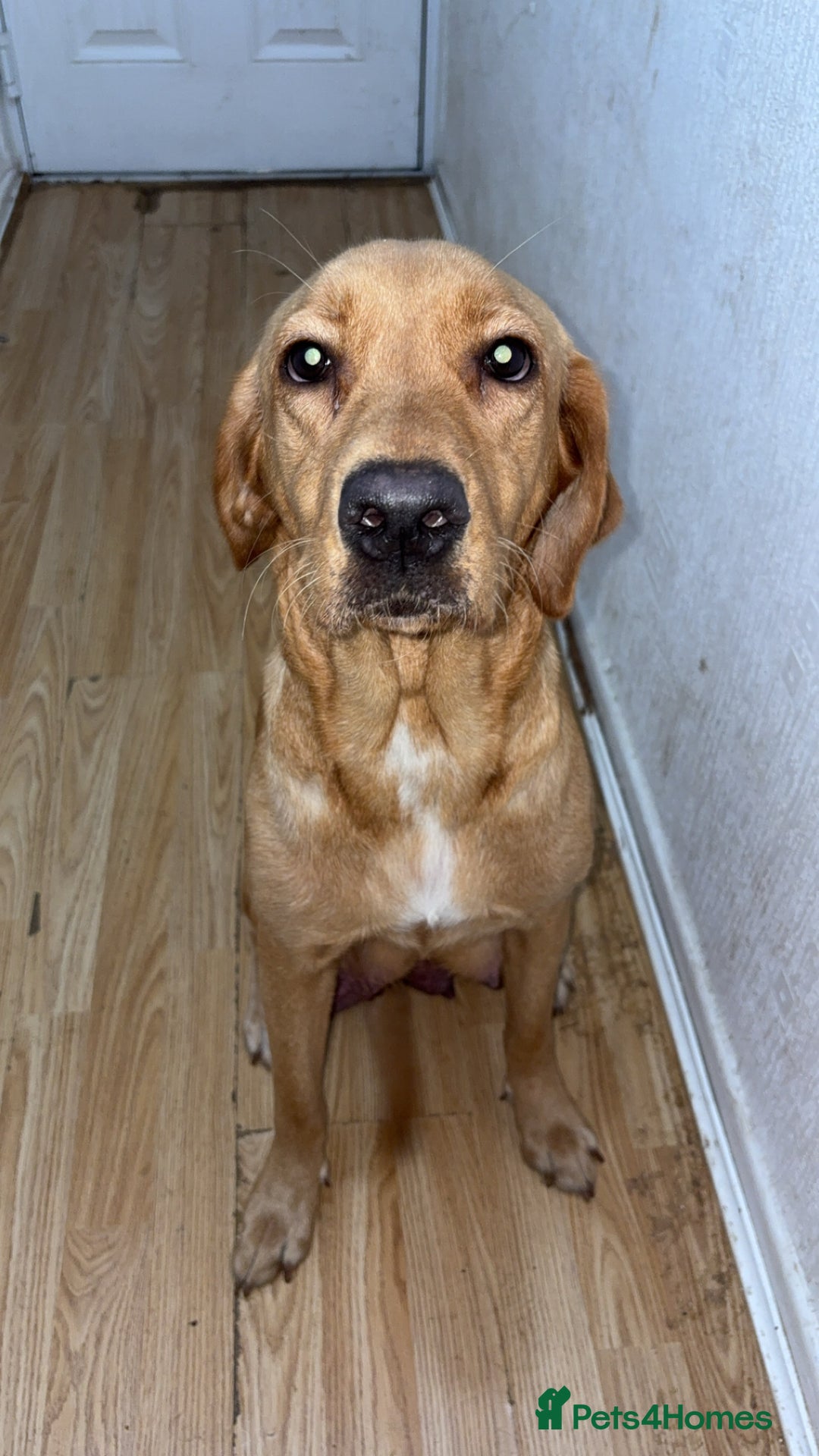 Labrador Retriever dogs for sale: 2 beautiful male labradors - Advert 1