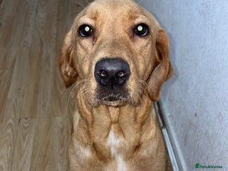 Labrador Retriever dogs 2 beautiful male labradors - Advert 5