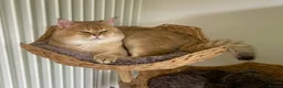 Scottish Fold cats for stud: NY11 GOLDEN CHINCHILLA SCOTTISH FOLD MALE FOR STUD - Advert 4