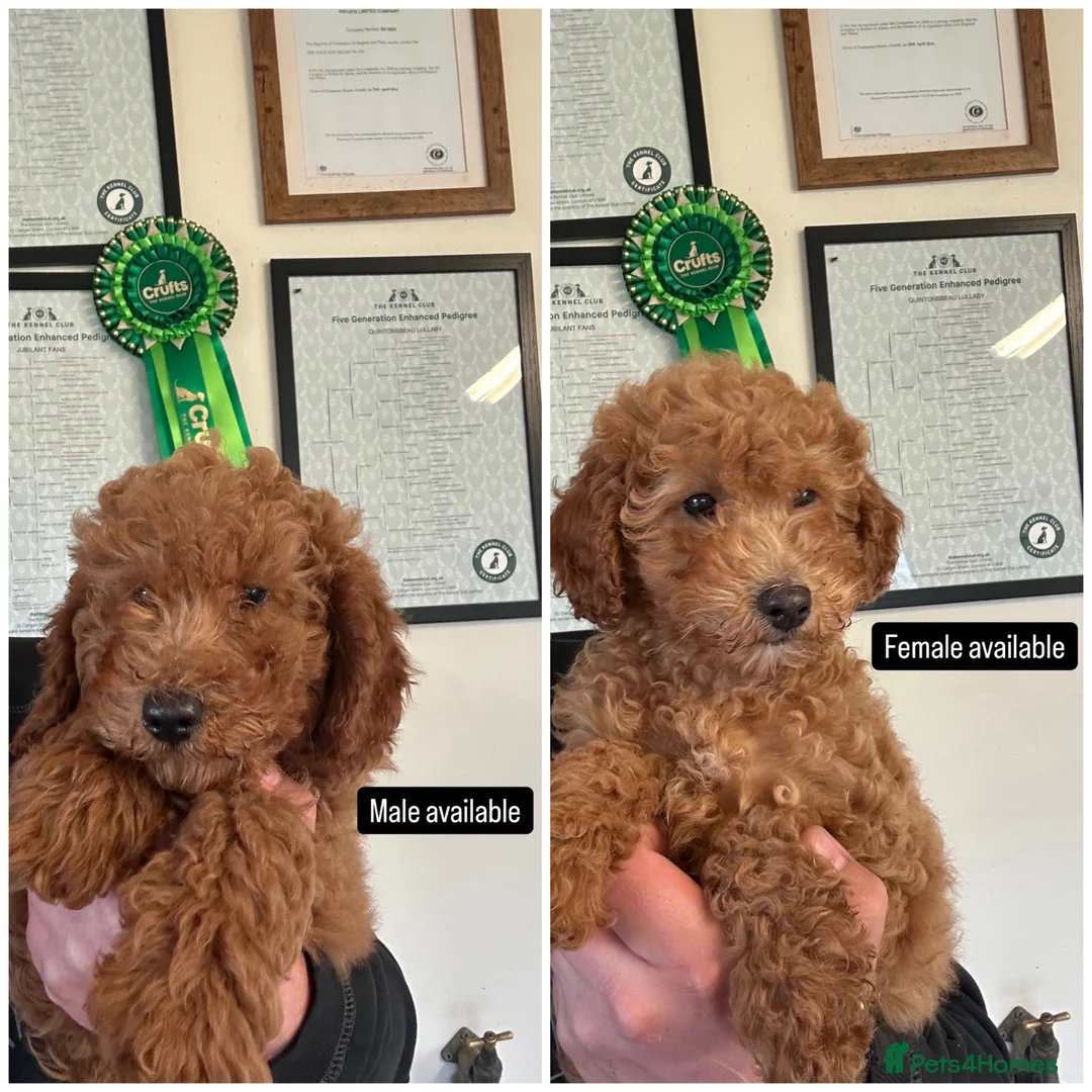Goldendoodle dogs for sale: Litter due end of August F1b stand golden doodles  - Advert 1