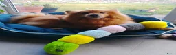 Mixed Breed dogs for adoption: Scotland:💙DEXTER💙ACTIVE,PLAYGUL, LOVING   - Advert 29