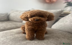 Cavapoo dogs for sale: Adorable Cavapoo Puppies – Ready for Loving Homes - Image 19
