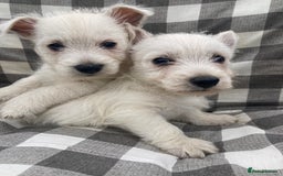 West Highland Terrier dogs for sale: West highland terrier  - Image 5