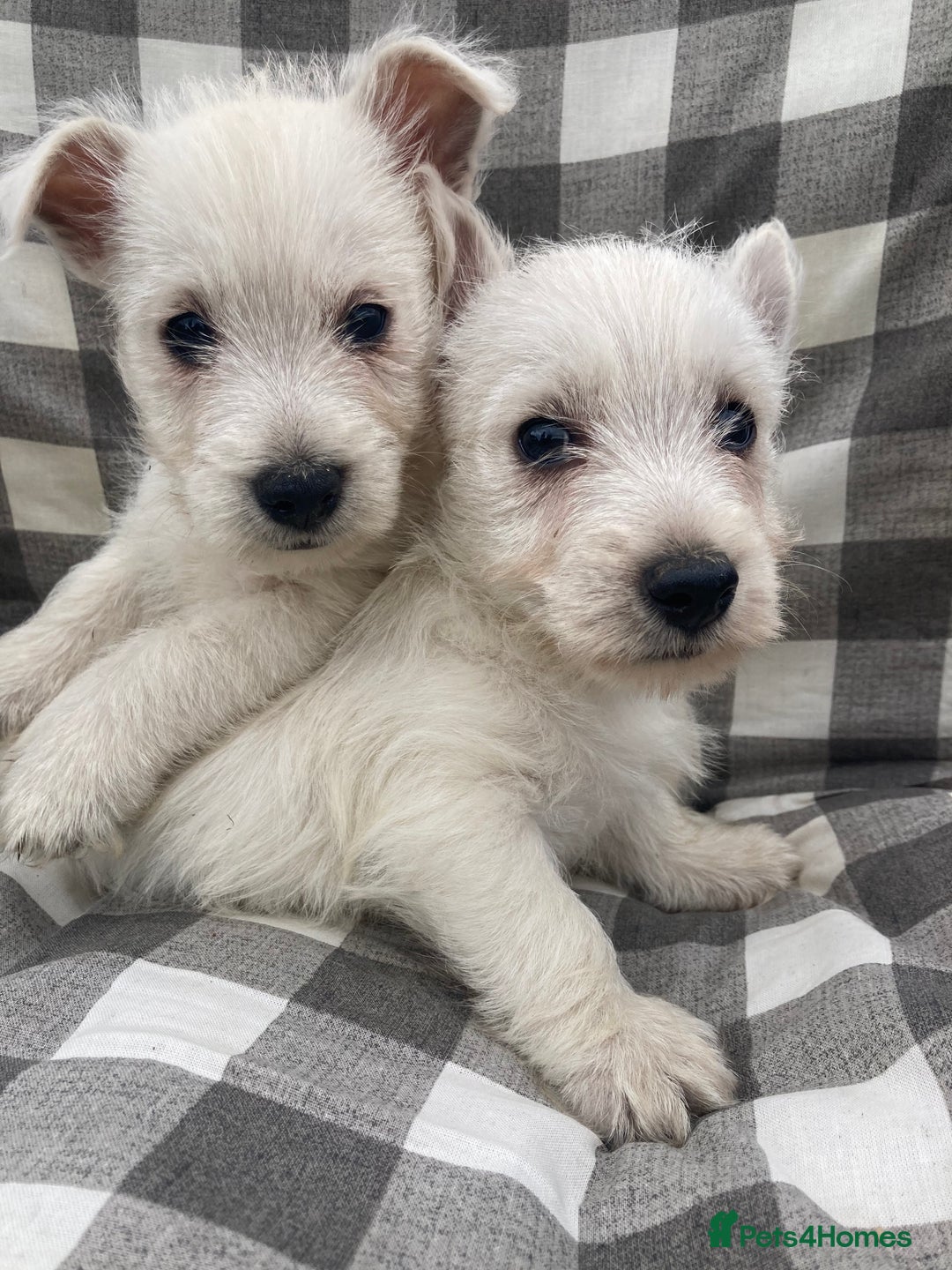 West Highland Terrier dogs for sale: West highland terrier  - Image 5