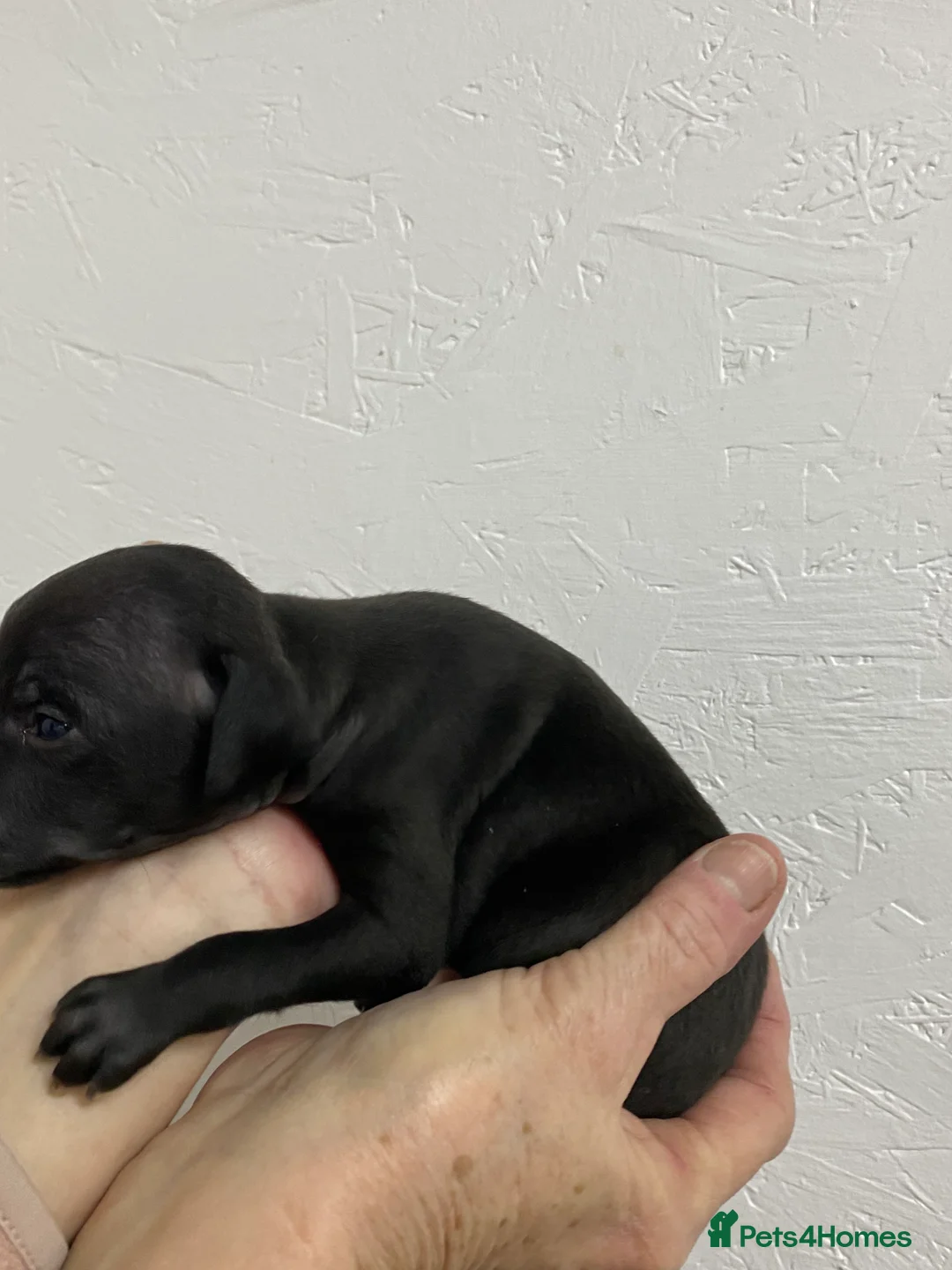 Italian Greyhound dogs for sale: Beautiful Italian Greyhound Puppies - Advert 10