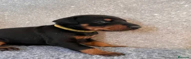 Yellow Collar