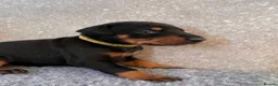 Dobermann dogs for sale: Outstanding Quality Dobermann puppies, KC REG - Advert 14