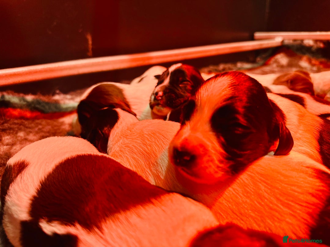 English Springer Spaniel dogs for sale: KC English Springer Spaniels  - Advert 28