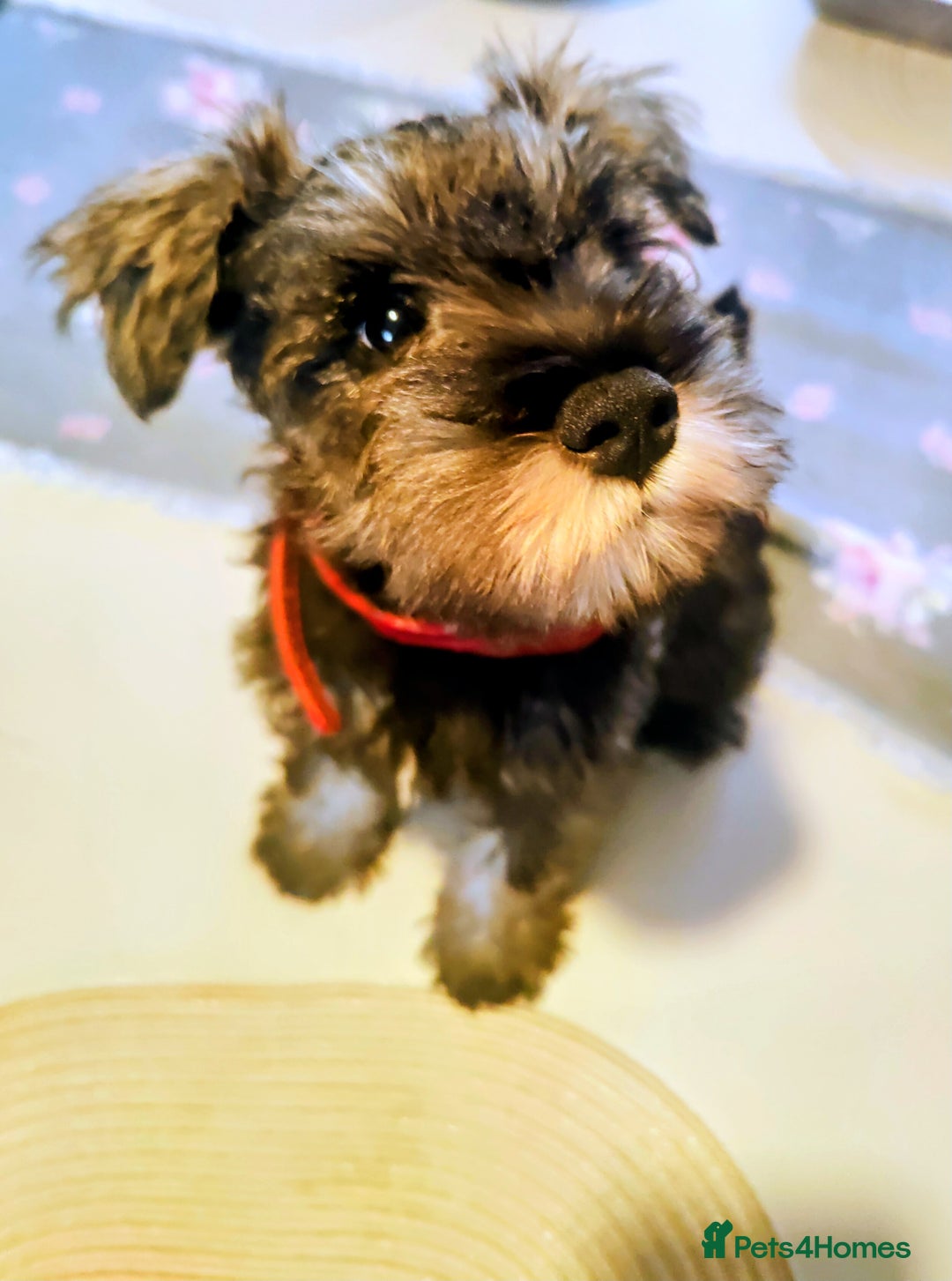 Miniature Schnauzer dogs for sale: Forever Homes Wanted: 2 Schnauzer Boys 🐶 - Image 17
