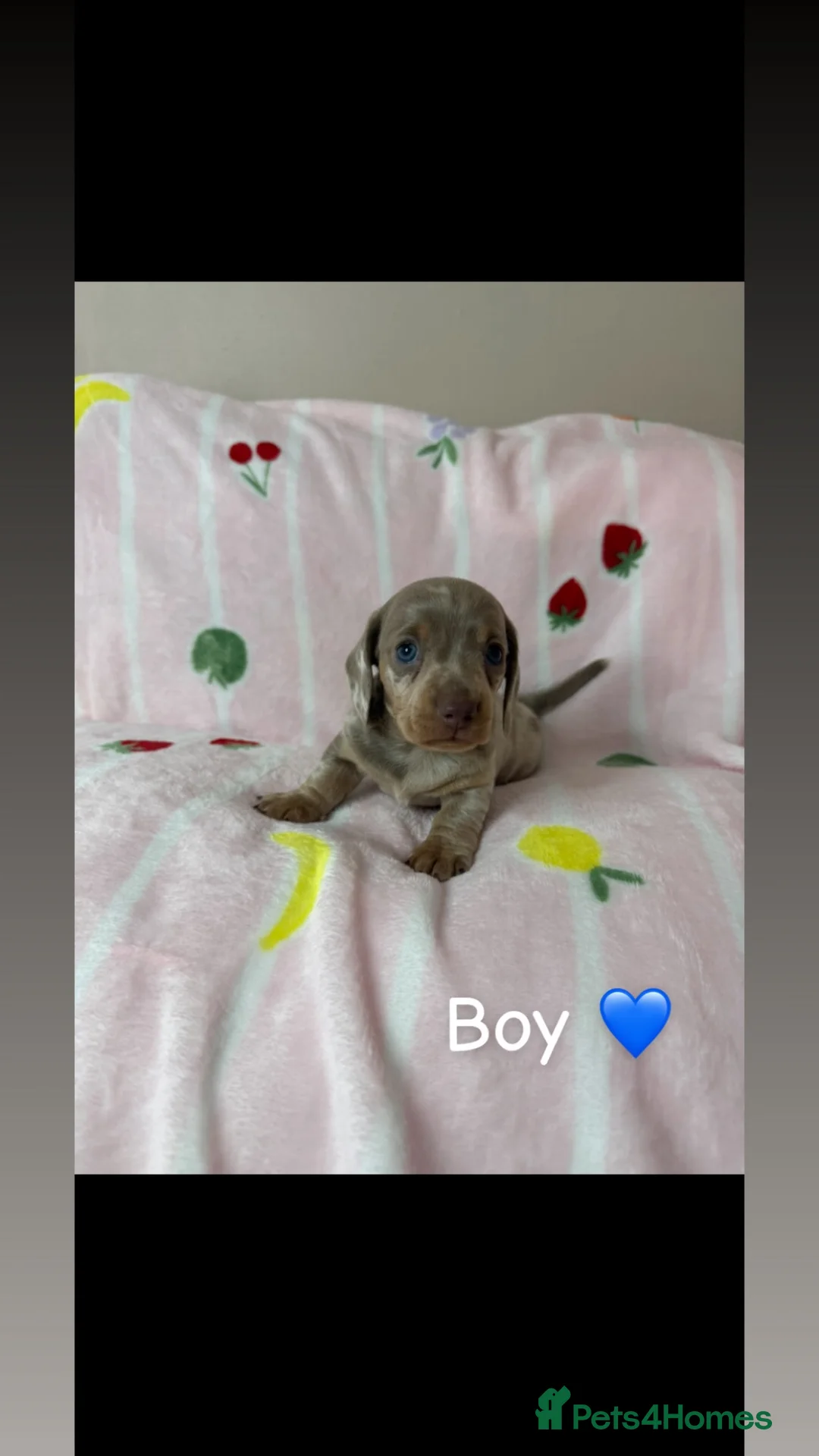 Miniature Dachshund dogs for sale: Miniature dachshund pups for sale  - Advert 2